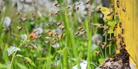 Understanding The Honey Flow .